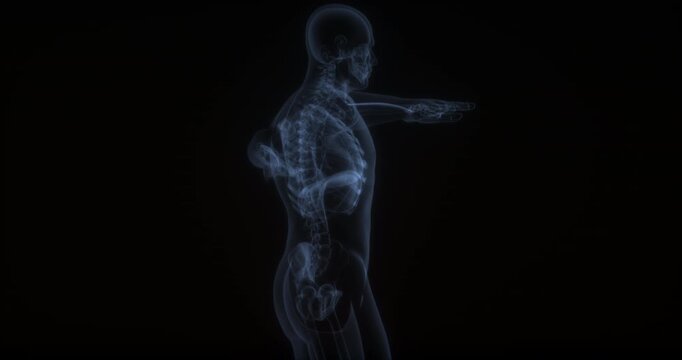 Extensor carpi radialis longus muscle in human body. X Ray. Loop