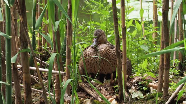 Mallard duck with newly hatched ducklings and eggs in hidden reed nest, Anas platyrhynchos