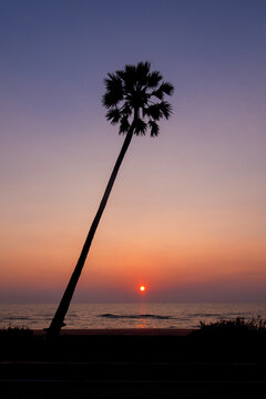 Silhouette of palm tree at sunset on the beach in Thailand