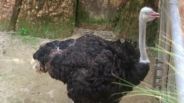 A large male ostrich with black feathers and a long neck standing near a fence in a zoo enclosure.
