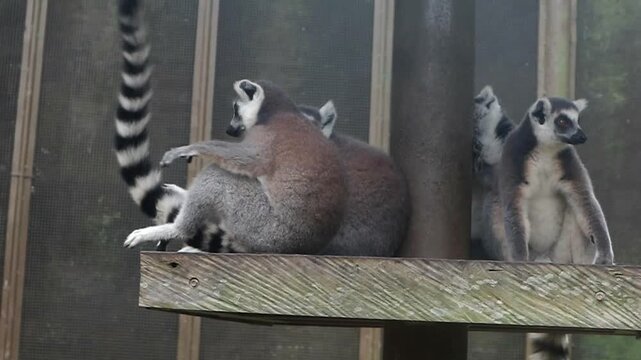 A group of Ring-tailed Lemurs relaxing on a wooden platform in an enclosure