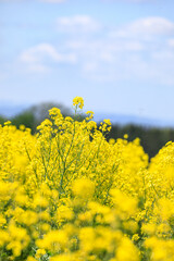 Obraz premium 北海道滝川市、澄み渡る青空のもと風にそよぐ菜の花【5月】
