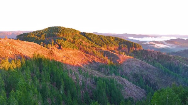 Logging Roads Through Evergreen Mountains in Tillamook Oregon