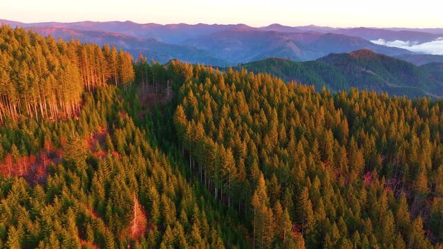Forested Mountains in Tillamook State Forest Oregon Aerial