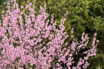 Obraz premium Blüte Zierkirsche, Buckow, Landkreis Märkisch-Oderland, Brandenburg, Deutschland