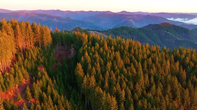 Evergreen Hills in Tillamook State Forest Oregon Drone Shot