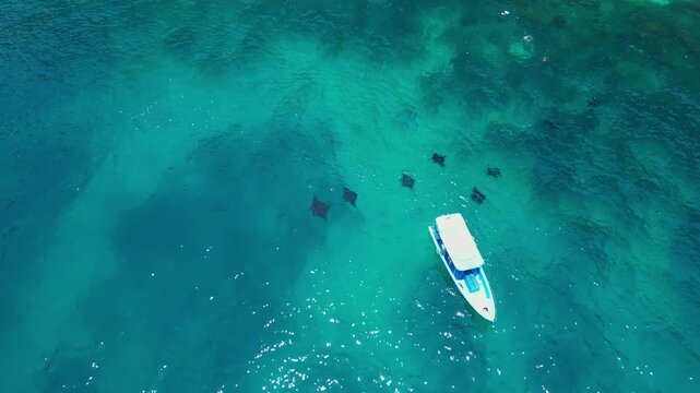 Cinematic aerial view of Manta Point in Nusa Penida &ndash; Breathtaking drone shot of multiple giant manta rays swimming in crystal clear turquoise ocean water near Bali, Indonesia coast 4k