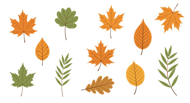 Set of various autumn leaves in different shapes and colors like green, orange, and yellow isolated on a plain white background.