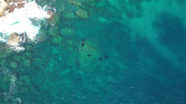 Spectacular drone panorama over Manta Point Nusa Penida &ndash; Majestic marine wildlife and giant manta rays gliding through tropical turquoise sea water, premium Bali tourism advertising background
