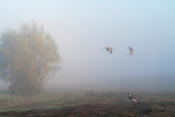 Fototapeta premium Birds in nature in Israel