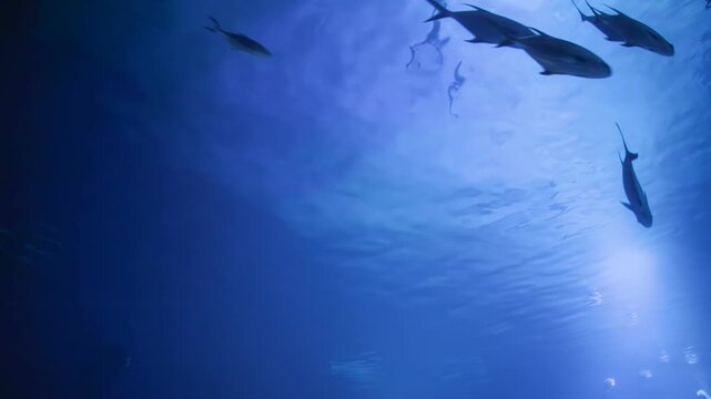 Underwater view on fish swimming in sea. Sealife and diving concept.