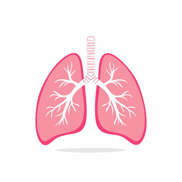 Illustration of Human Lungs and Trachea