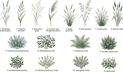 Botanical collection of hand drawn wild grasses and garden shrubs icons including fern reeds and flowering bushes watercolor vector illustration © Kanon Islam