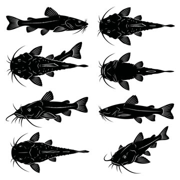 Black and white vector silhouette set of Banjo Catfish