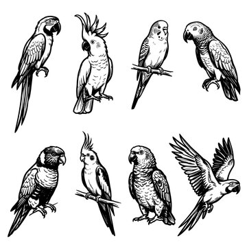 Black and white vector silhouette set handmade sketch set of parrot