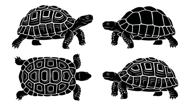 Black and white vector silhouette set of Leopard Tortoise