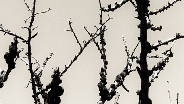 Gnarled Winter Branches