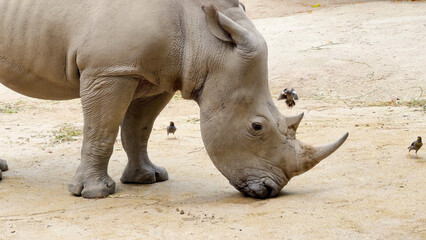 Fototapeta premium Close Up Profile of a White Rhinoceros Grazing on Sandy Ground