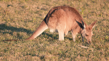 Kangaroo Joey Grazing in a Sunlit Field During Golden Hour © blueringmedia