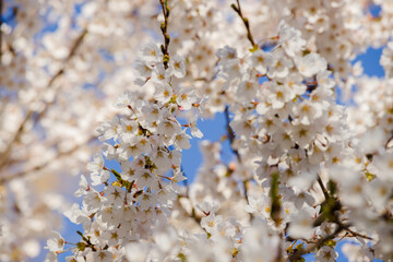 Fototapeta premium cherry blossom, sakura tree flowers in spring, cherry blossom in garden - full blossom in sunny spring day with blue sky background. 