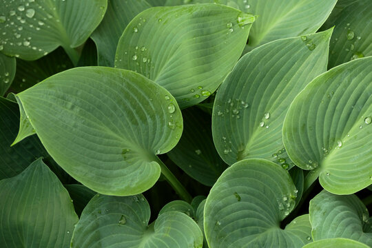 Water droplets on a green leafes after rain. Lotus effect, water droplets, innovation, business, relaxation, productivity, success &ndash; vibrant green wallpaper