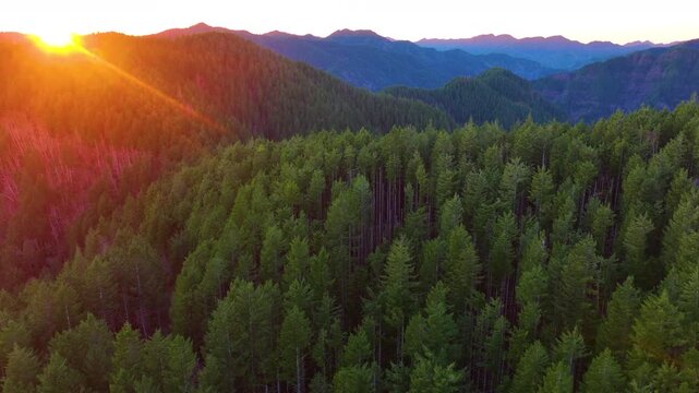 Sunset Drone Shot Over Evergreen Mountains in Tillamook