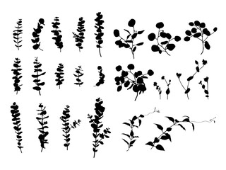 Various eucalyptus and botanical leaf silhouette vector illustration set © Kikumio