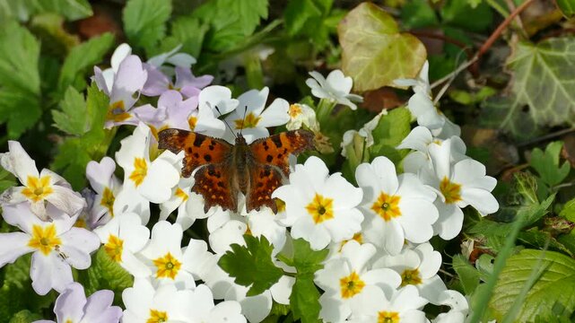Comma butterfly (Polygonia c-album) sitting on a white flower in Zurich, Switzerland