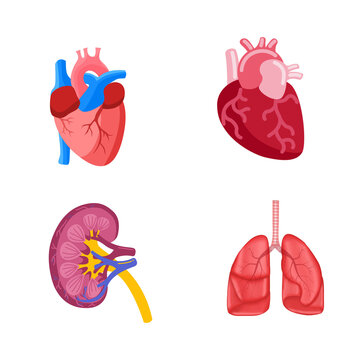 Ilustrasi Organ Tubuh Manusia dengan Desain Medis Modern