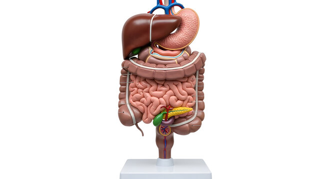 Human Torso Anatomy Model with Visible Internal Organs isolated PNG with Transparent Background