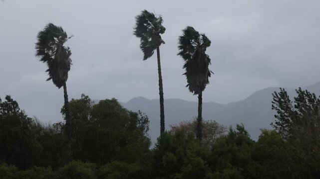 gale force winds swaying palm trees, Stanford, South Africa