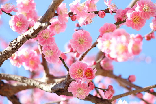 0028.ume