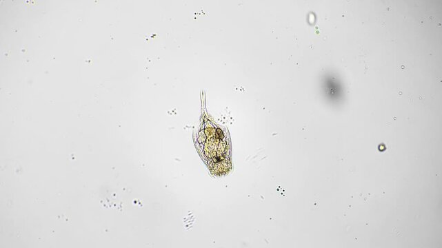 Microscopic isolated rotifer revealing internal organelles and ciliary corona, centered on clear background, high contrast brightfield imaging ideal for anatomy and microscopy demonstrations
