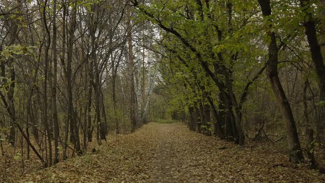 Autumn trail through the forest strewn with yellow leaves. The concept of autumn. autumn park.