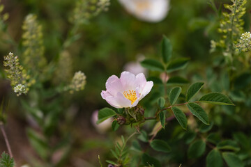 Fototapeta premium Close-up of a delicate pink wild rose (Rosa canina) flower blooming in a sunny field, blurry natural green background, editorial botanical photography