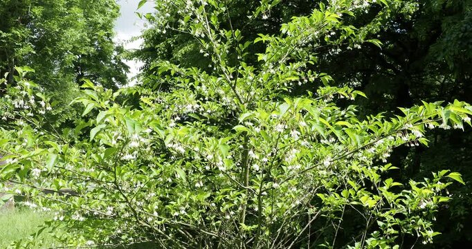 Styrax japonicus | Styrax du japon - Styrax japonais - Aliboufier - Arbre aux clochettes d'argent. Arbuste ornemental au grappes de jolies petites fleurs blanche en forme de clochettes pendantes
