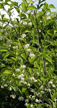 Styrax japonicus 'Snowfall' - Styrax japonicus - Rameaux dress&eacute;es orn&eacute;s de grappes de fleurs blanches en forme de clochettes pendantes au bout de longs p&eacute;doncules avec un feuillage pointu et vert 
