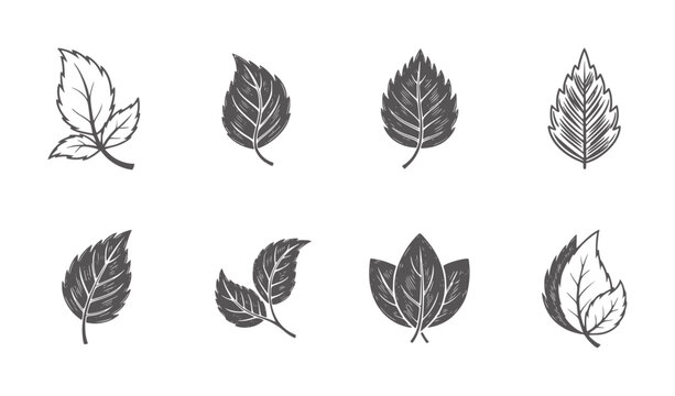 Collection of eight dark grey leaf with varied vein patterns nature plant