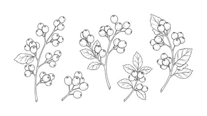 Hand drawn berry branches with leaves in black and white style leaf botanical nature © Rakibul V