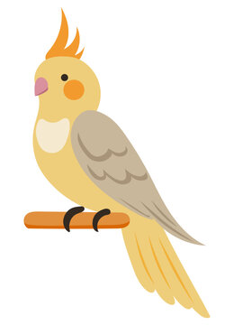 Cockatiel parrot sitting on a wooden perch isolated on white background. Corella bird design