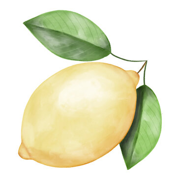 Watercolor Lemon Fruit Illustration with Fresh Green Leaves Isolated on Light Background