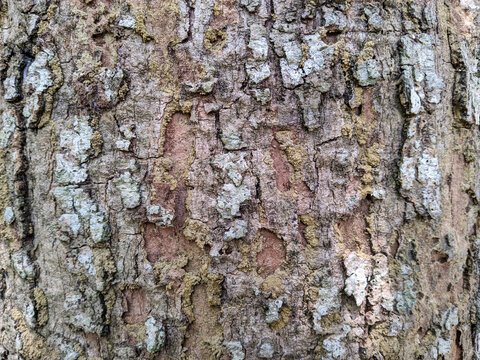 Background texture of tree bark. Skin the bark of a tree that traces cracking.