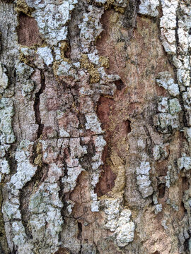 Background texture of tree bark. Skin the bark of a tree that traces cracking.