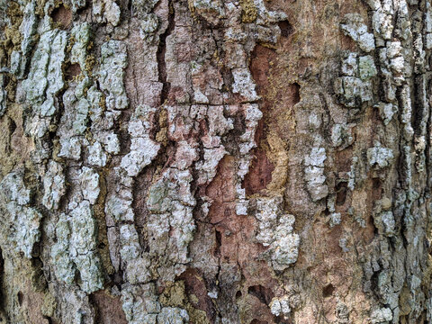 Background texture of tree bark. Skin the bark of a tree that traces cracking.