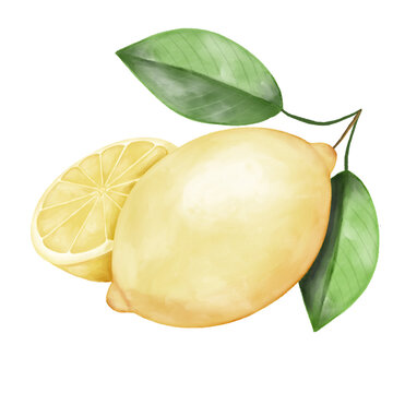 Watercolor Lemon Fruit Illustration with Fresh Green Leaves Isolated on Light Background