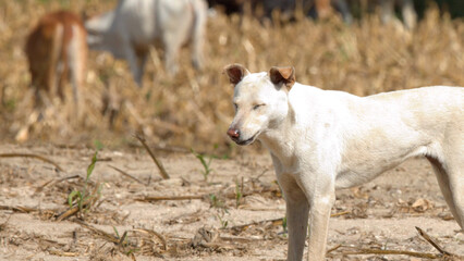 Fototapeta premium White Stray Dog Standing in a Dry Field in Khao Yai Thailand