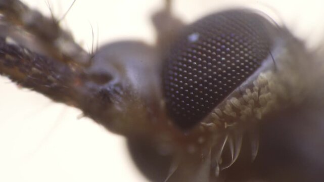 Macro mosquito eye with fine hairs, clinical imaging captures textured compound eye and proboscis tip under high resolution magnification for entomology research and species identification