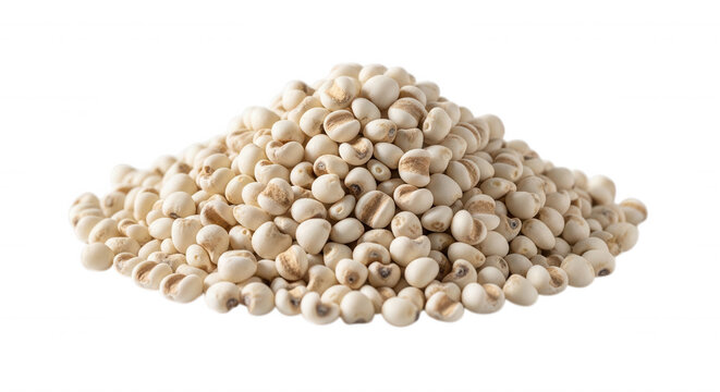 A heap of dried job's tears seeds, also known as coix lacryma-jobi, isolated on a solid black background, for culinary or, herbal use