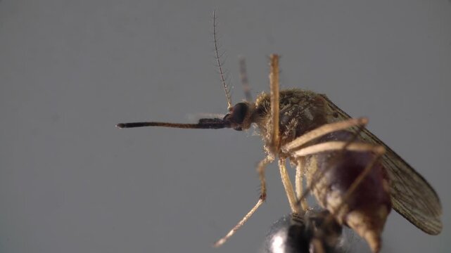 Closeup mosquito proboscis and head captured against neutral gray, magnified view shows fine hairs and jointed legs on metallic mount clinical lighting emphasizes feeding apparatus and structural