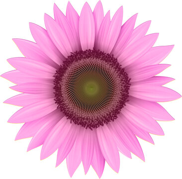 Pink flower, sunflower isolated.